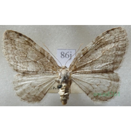 Epirrita dilutata (Denis & Schiffermüller, 1775) Paśnik rozmytek Czech86j